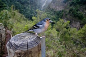 Enjoy Nature Walks and Bird Watching